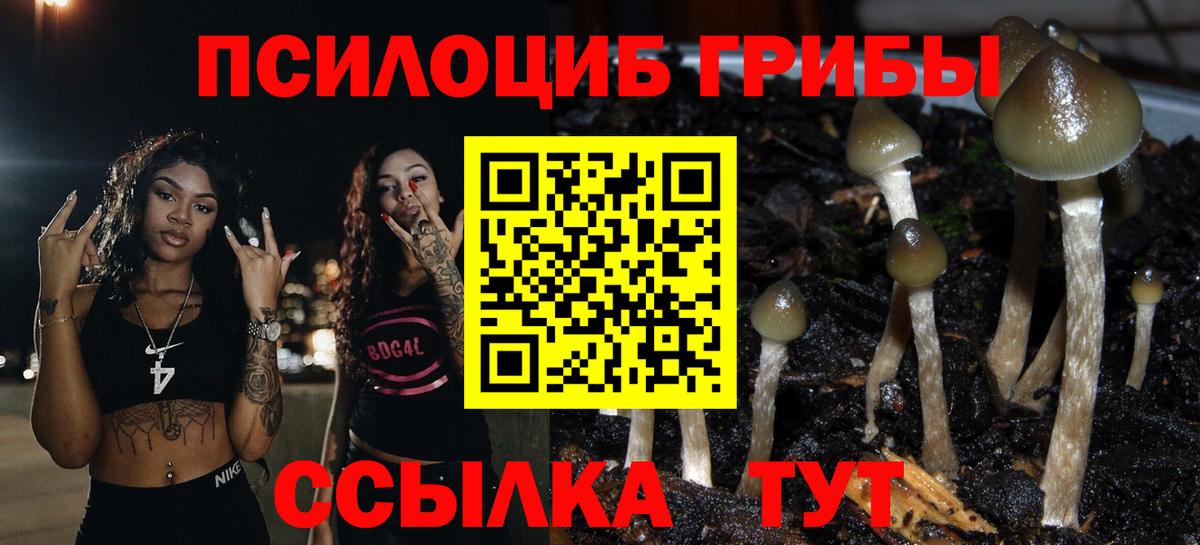 Псилоцибиновые грибы Psilocybine cubensis Кисловодск